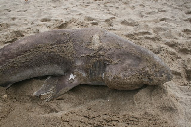 Taur� de 2,2 metres trobat mort a la platja de Gav� Mar (fotografia: CRAM) (19 de Juny de 2009)